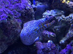 Enchelycore pardalis