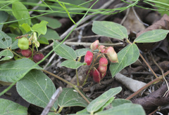 Rhynchosia volubilis