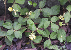 Rhynchosia volubilis
