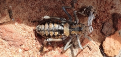 Acanthoproctus