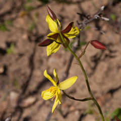 Cyanella lutea lutea