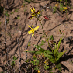 Cyanella lutea lutea