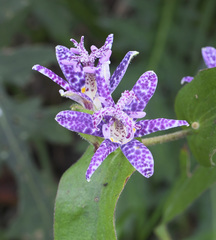 Tricyrtis hirta