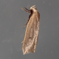 Inga obscuromaculella