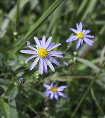 Aster yomena