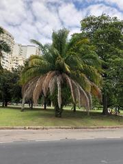 Cocoseae