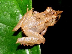 Pristimantis appendiculatus