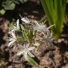 Trachyandra chlamydophylla