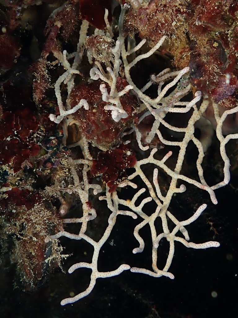 Giant Sea Fan