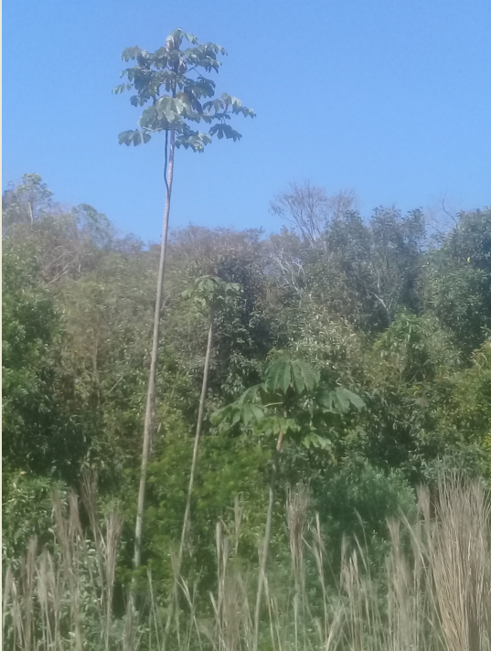 Cecropia glaziovii