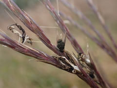 Epicoccum andropogonis
