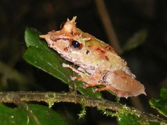 Pristimantis appendiculatus
