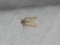 Acentria ephemerella