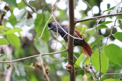 Thamnophilus palliatus