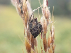 Epicoccum andropogonis