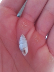Brephulopsis cylindrica