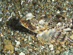 Gymnocanthus intermedius