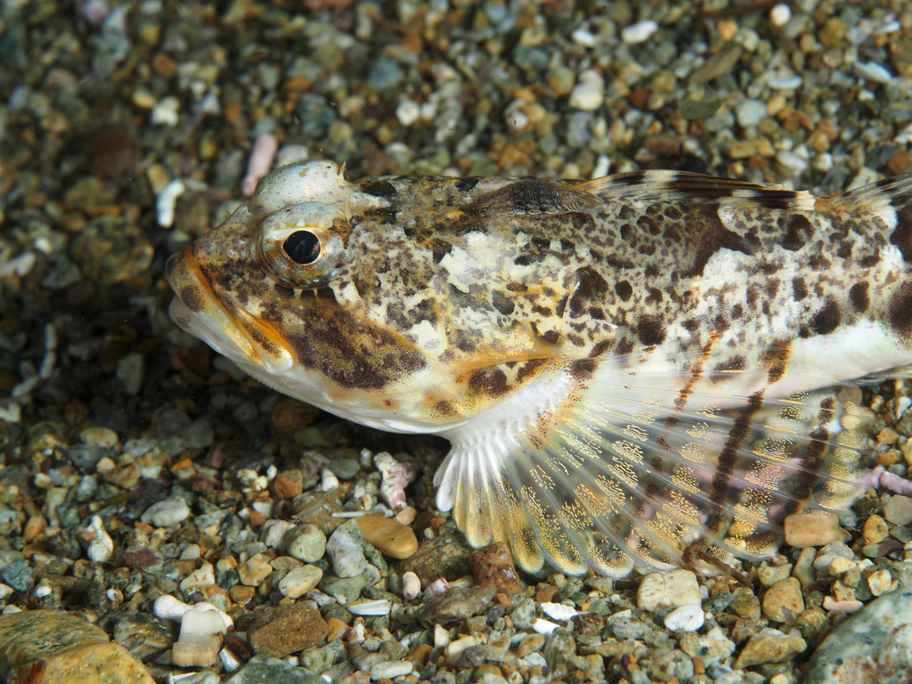 Intermediate Staghorn Sculpin