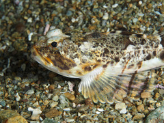 Gymnocanthus intermedius