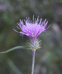 Cirsium suzukaense