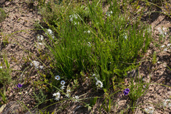 Trachyandra chlamydophylla