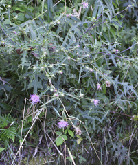 Cirsium suzukaense