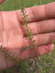 Lepidium apetalum