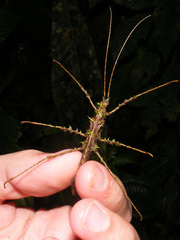 Acanthoclonia