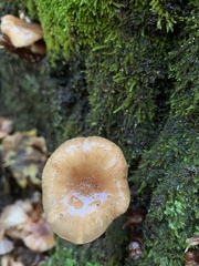 Armillaria novae-zelandiae
