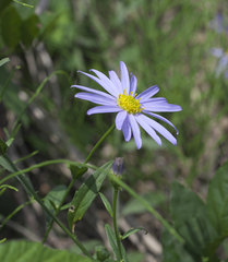 Aster yomena