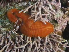 Amphinomida
