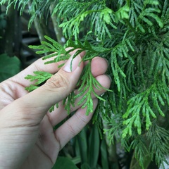 Calocedrus formosana