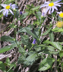 Aster yomena