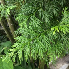 Calocedrus formosana