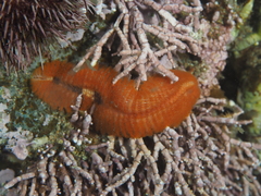 Amphinomida