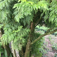 Calocedrus formosana