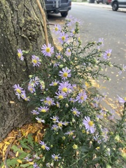 Symphyotrichum