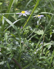 Aster yomena