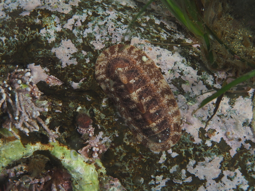 Albrecht's chiton