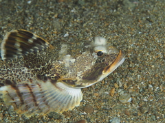 Gymnocanthus intermedius