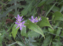 Tricyrtis hirta