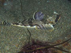 Gymnocanthus intermedius