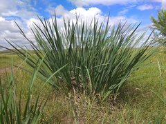 Iris lactea biglumis