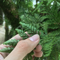 Davallia trichomanoides