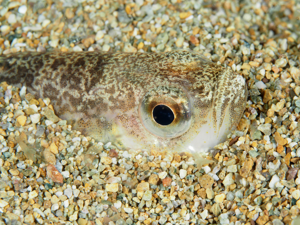 Sailfin sandfish (Arctoscopus japonicus) — Trichodontidae