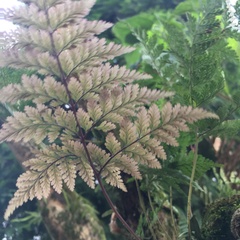 Davallia trichomanoides