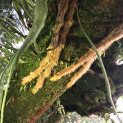 Davallia trichomanoides