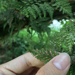 Davallia trichomanoides