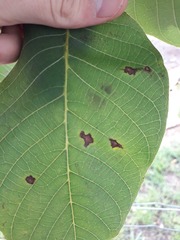 Ophiognomonia leptostyla