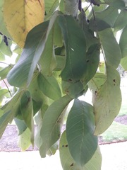 Ophiognomonia leptostyla